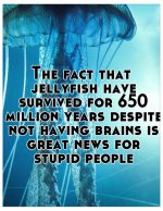 funny-stupid-jellyfish-brains-people.jpg