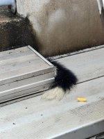 A53167A8-A87E-4AE7-B602-59FE4975360A.jpeg
