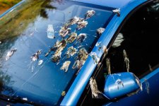 bird poop.jpg