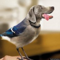 BirdDog10