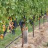 ThroughTheGrapevine98