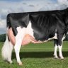 ILikeCows